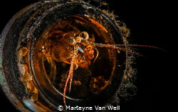 Shrimp in bottle - different crop by Marteyne Van Well 